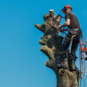 Forestry & Arborist