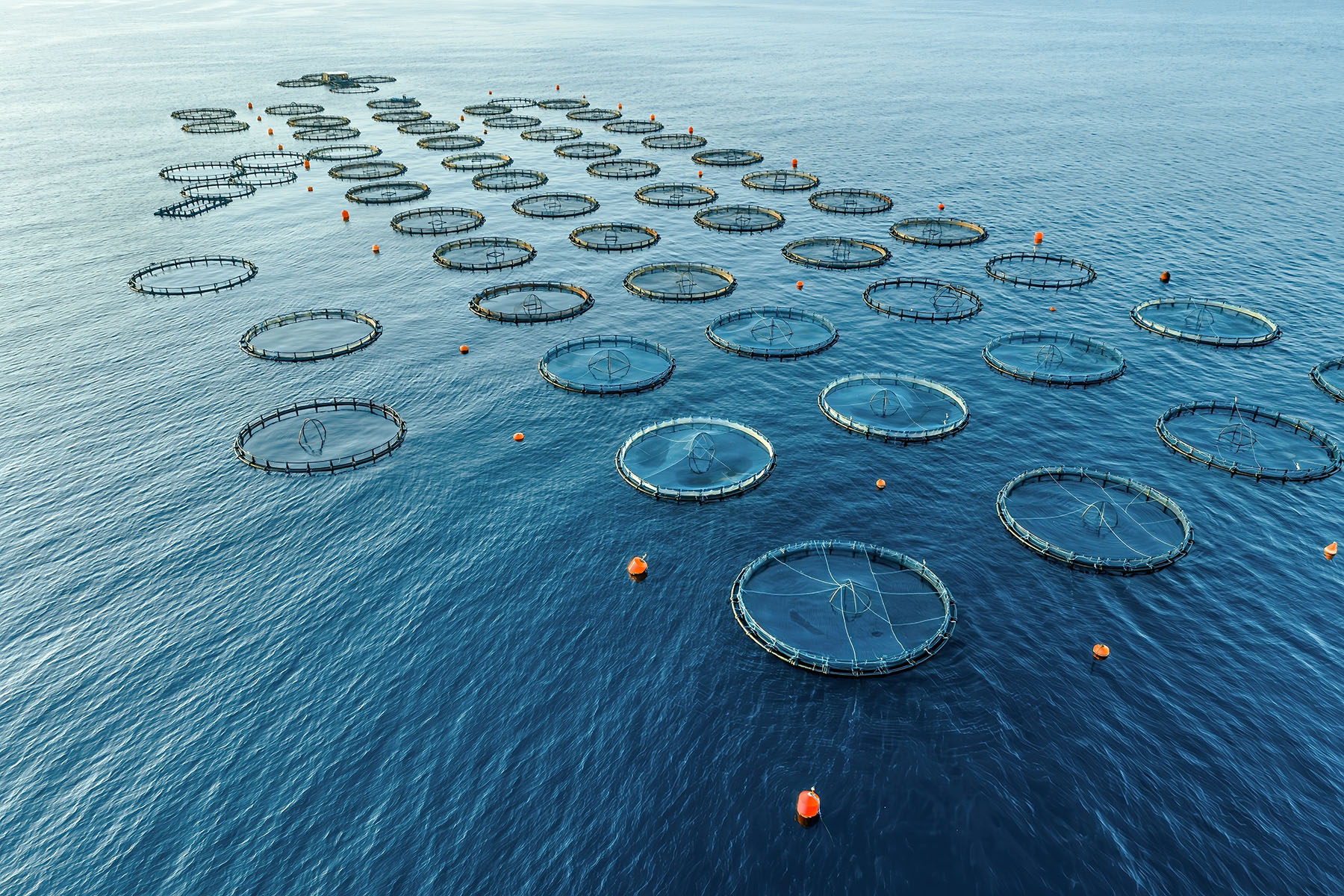 Aquaculture image demonstrating rope use. Expansive blue ocean